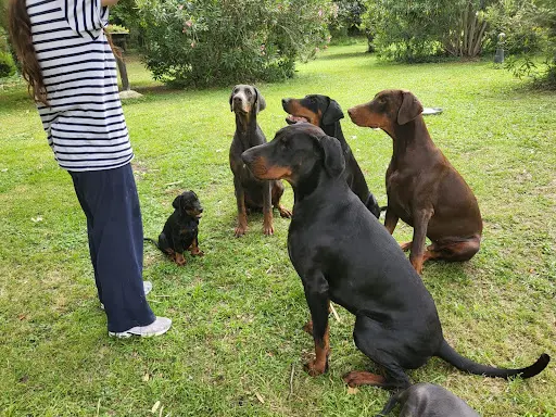 Les Dobermans de la Babiole