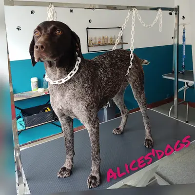 Alice S Dogs