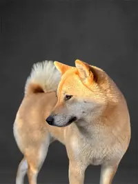 Élevage Shiba Inu Élevage Tara-shi