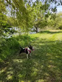 Bouguenais Sport Canin