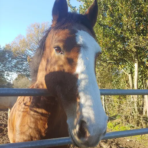 Centre Equestre les Ecuries du Clos