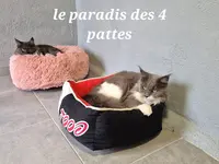 Pension Canine et Féline, le Paradis des 4 Pattes
