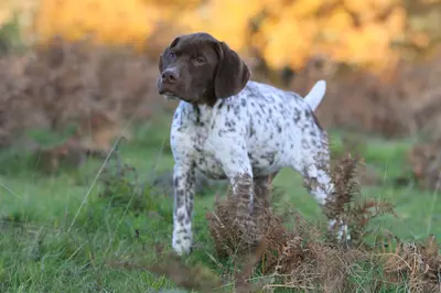 Milobre de Bouisse: Élevage de Chiens, Chiots - Braque Français (gascogne, Pyrénées) et Setter Anglais