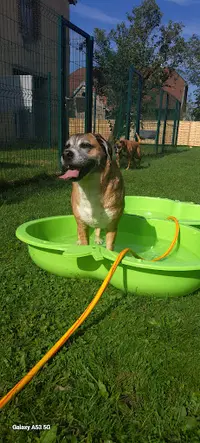 Pension Canine aux Doux Rêves