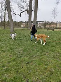 Mon Apprentissage Pas À Pattes / le Domaine des Charbons Ardents - Educatrice et Comportementaliste Canin - Naturopathe Canin