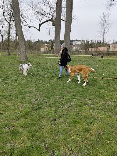 Mon Apprentissage Pas À Pattes / le Domaine des Charbons Ardents - Educatrice et Comportementaliste Canin - Naturopathe Canin