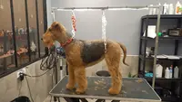 Lollydog