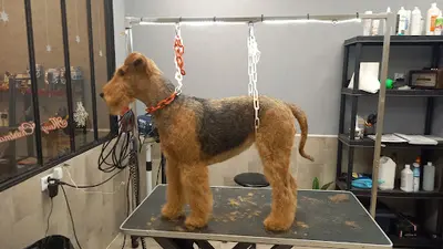 Lollydog
