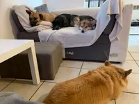 Educateur Comportementaliste Canin 55 Logik9 - Pension Partez Zen
