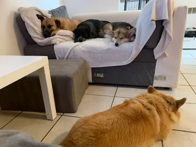 Educateur Comportementaliste Canin 55 Logik9 - Pension Partez Zen