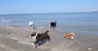 Loulou Y Es Tu
