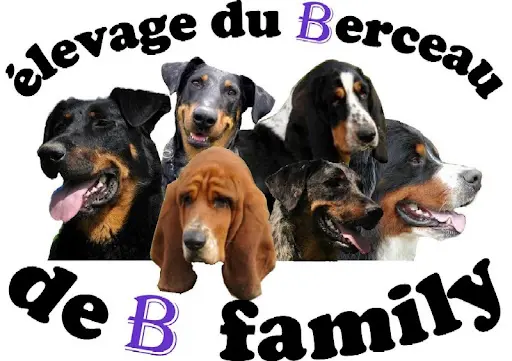 Éleveur Basset Hound, Beauceron, Bouvier Bernois: Élevage du Berceau de B Family