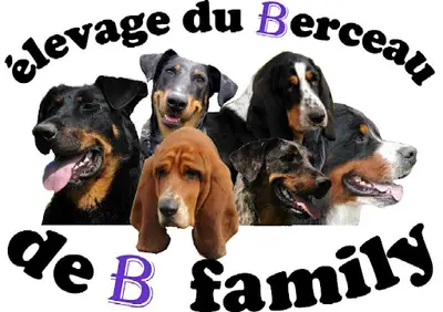 Éleveur Basset Hound, Beauceron, Bouvier Bernois: Élevage du Berceau de B Family