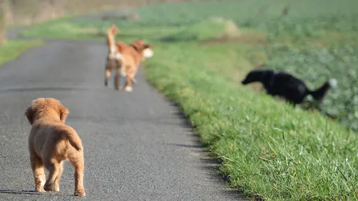 A Portée de Pattes