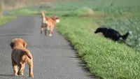 A Portée de Pattes