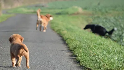 A Portée de Pattes