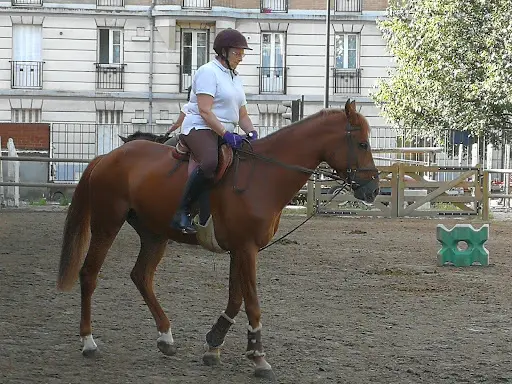 Club Acbb Equitation
