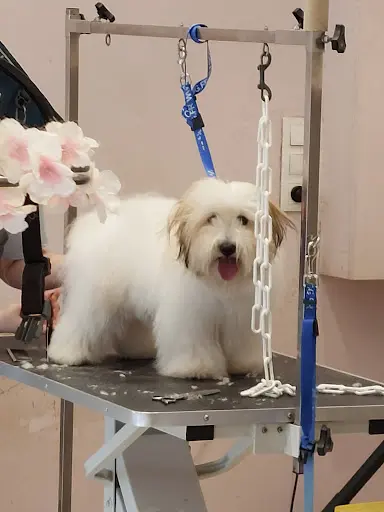 Comptoir des Chiens