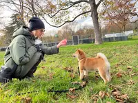 Dog Courtoisie