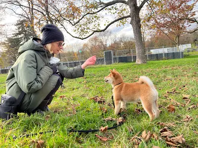 Dog Courtoisie