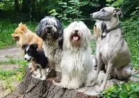 Jecoutemonchienmonchat.com