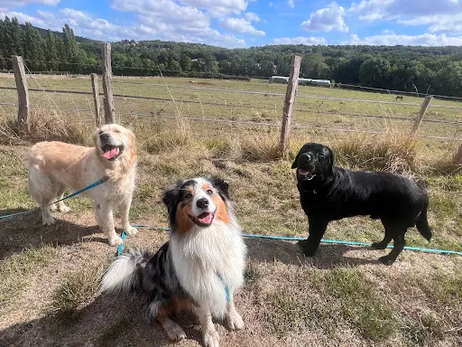 Les Compagnons de Lili