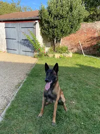 Puppy To Dog - Comportementaliste Canin