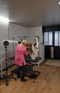 Happy Dog