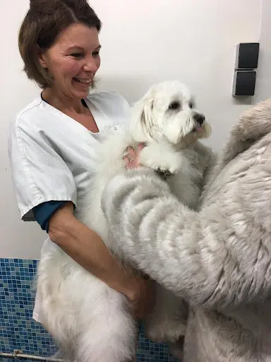 Peluche