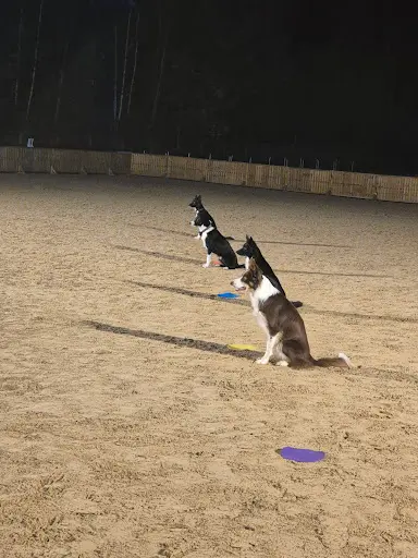 Oolirage Sports Canins
