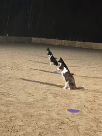 Oolirage Sports Canins