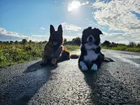 Educateur Canin Respectdogs Bourg-achard