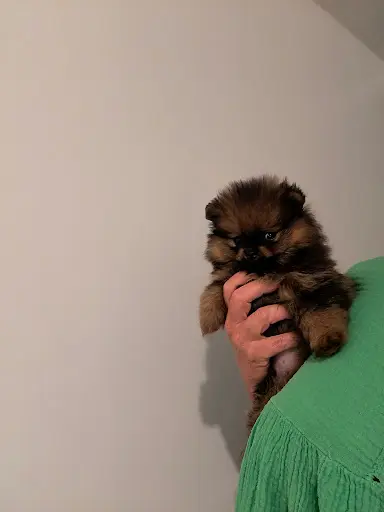 Élevage Pom S de Luxe : Élevage/vente Spitz Nain, Pomeranien, Allemand