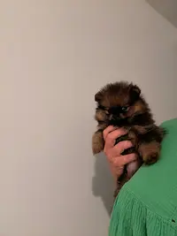 Élevage Pom S de Luxe : Élevage/vente Spitz Nain, Pomeranien, Allemand