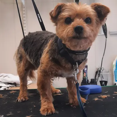 Happy Dog 23