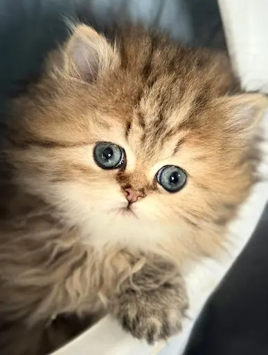 Chatterie les Trésors du Pévèle