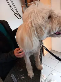 Ann Dog Toilettage