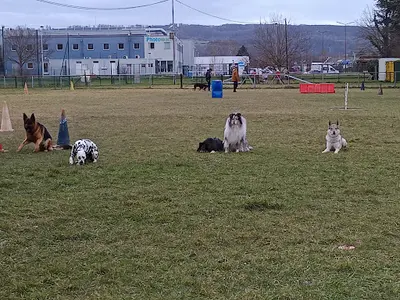 Club Canin Berjallien