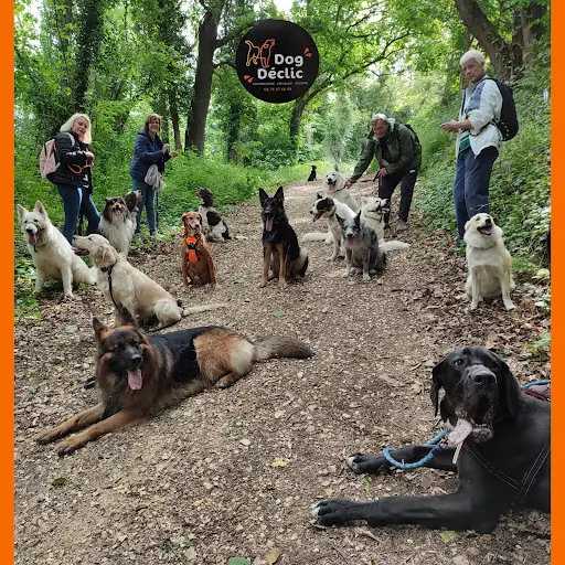 Dog Déclic - Éducateur Canin et Comportementaliste Pour Tous les Chiens : Bourgoin-jallieu