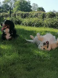 Apprentis Sages Canins