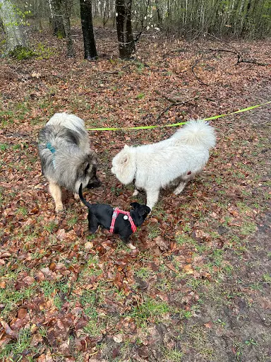 Le Secret du Chien - Éducation Canine