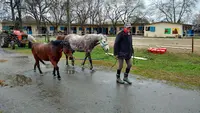 Renaudine Equitation