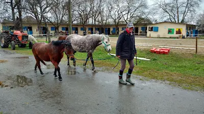Renaudine Equitation