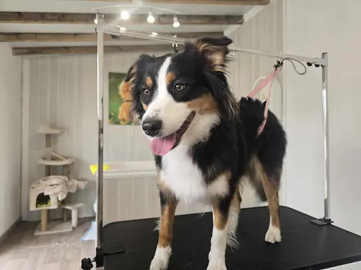 Beauté Canine
