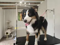 Beauté Canine