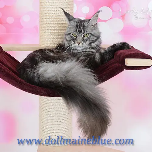 Chatterie du Doll-maine Blue