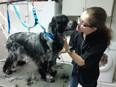 Le Magichien d'Or - Ei - Toilettage & Pet Sitter À Domicile (28/78/27)