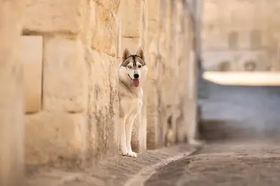 Of The Northern Moon-elevage Husky Sibérien