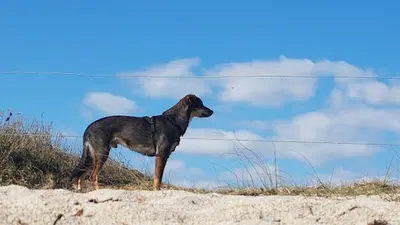 Et Si On Parlait Chien