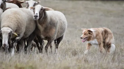 Sheep And Dog Coaching